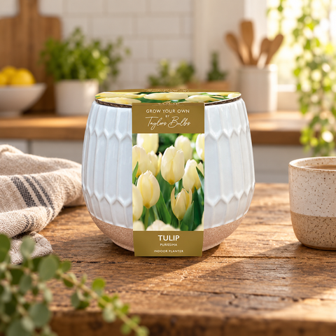 Taylors Bulbs Indoor Part Glazed Tulip Planter – Gift Pot
