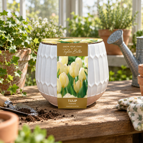 Taylors Bulbs Indoor Part Glazed Tulip Planter – Gift Pot
