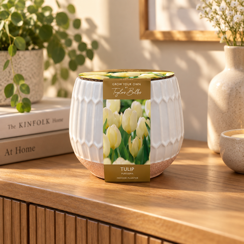 Taylors Bulbs Indoor Part Glazed Tulip Planter – Gift Pot
