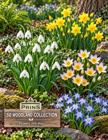 Prins Charming Woodland Collection - 50pk