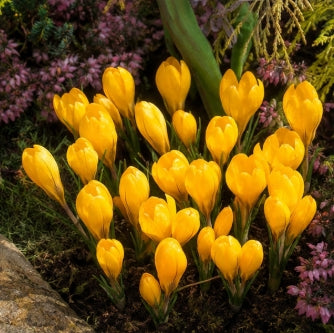 Prins Charming Flavus Yellow Crocus Bulbs – 15pck