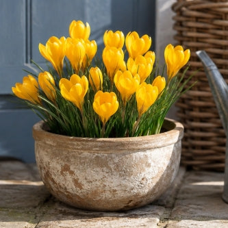 Prins Charming Flavus Yellow Crocus Bulbs – 15pck