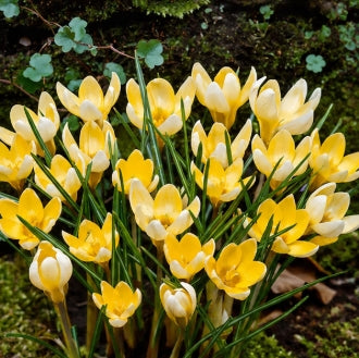 Prins Charming Species Romance Crocus Bulbs – 20pck