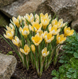 Prins Charming Species Romance Crocus Bulbs – 20pck