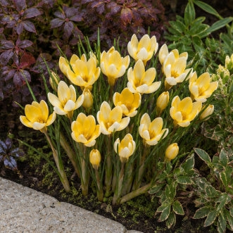 Prins Charming Species Romance Crocus Bulbs – 20pck