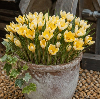 Prins Charming Species Romance Crocus Bulbs – 20pck