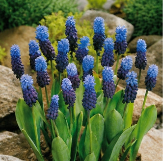 Prins Charming Latiolium Muscari Bulbs – 20pck