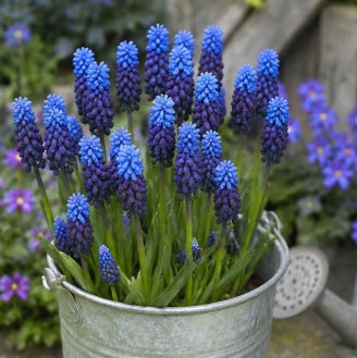 Prins Charming Latiolium Muscari Bulbs – 20pck