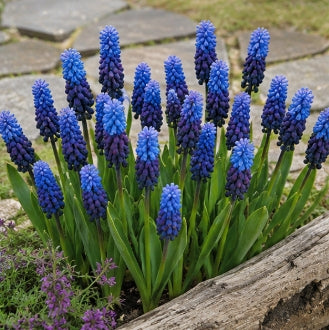 Prins Charming Latiolium Muscari Bulbs – 20pck