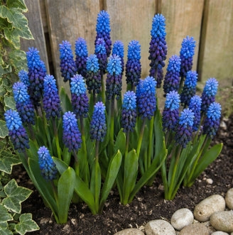Prins Charming Latiolium Muscari Bulbs – 20pck