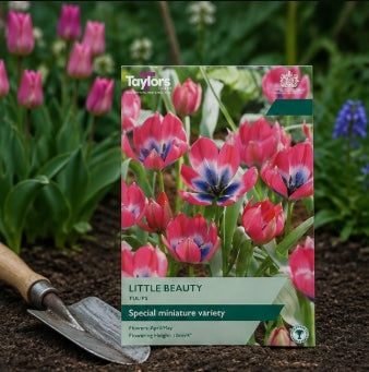 Taylors Bulbs Species Little Beauty Tulip Bulbs – 15pck