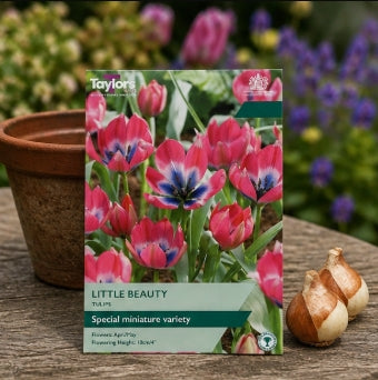 Taylors Bulbs Species Little Beauty Tulip Bulbs – 15pck