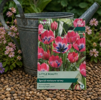 Taylors Bulbs Species Little Beauty Tulip Bulbs – 15pck