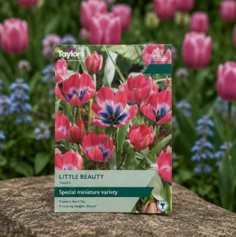 Taylors Bulbs Species Little Beauty Tulip Bulbs – 15pck