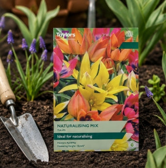 Taylors Bulbs species Naturalising Mix Tulip Bulbs – 15pck