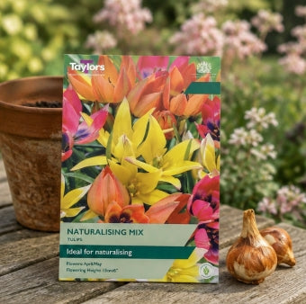 Taylors Bulbs species Naturalising Mix Tulip Bulbs – 15pck