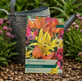 Taylors Bulbs species Naturalising Mix Tulip Bulbs – 15pck