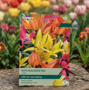 Taylors Bulbs species Naturalising Mix Tulip Bulbs – 15pck