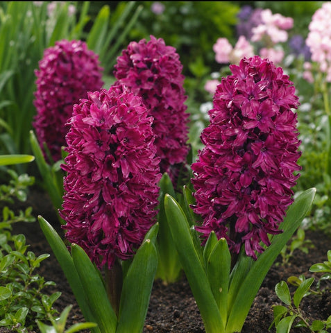 Taylors Bulbs Garden Woodstick Hyacinth Bulbs – 4pck