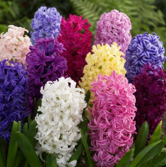 Taylors Bulbs Garden Mixed Hyacinth Bulbs – 5pck