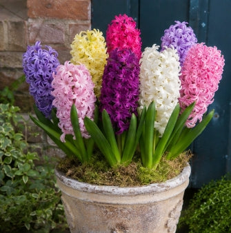 Taylors Bulbs Garden Mixed Hyacinth Bulbs – 5pck