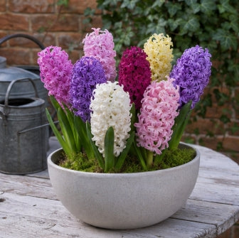Taylors Bulbs Garden Mixed Hyacinth Bulbs – 5pck
