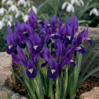 Prins Charming Dwarf Pauline Iris Bulbs – 15pck