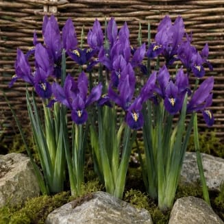 Prins Charming Dwarf Pauline Iris Bulbs – 15pck