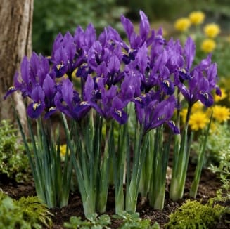 Prins Charming Dwarf Pauline Iris Bulbs – 15pck