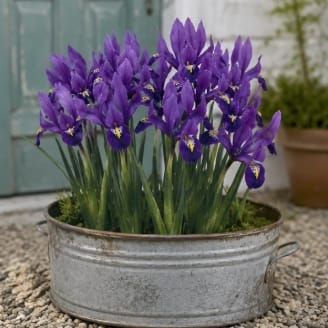 Prins Charming Dwarf Pauline Iris Bulbs – 15pck