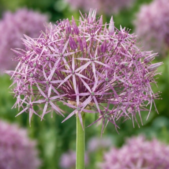 Taylors Bulbs Christophii Allium Bulbs – 7pck