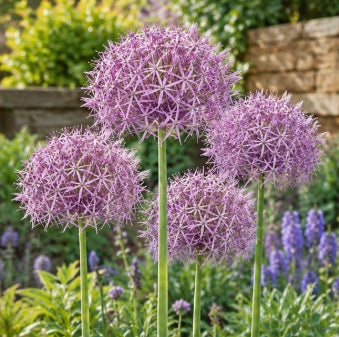Taylors Bulbs Christophii Allium Bulbs – 7pck