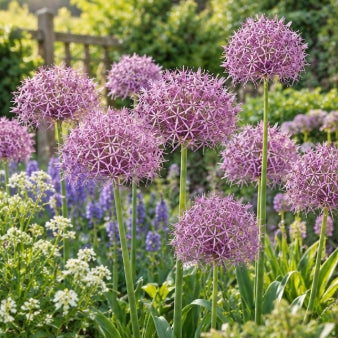 Taylors Bulbs Christophii Allium Bulbs – 7pck