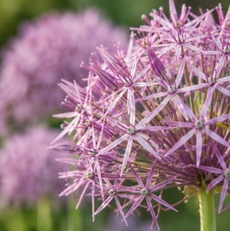 Taylors Bulbs Christophii Allium Bulbs – 7pck