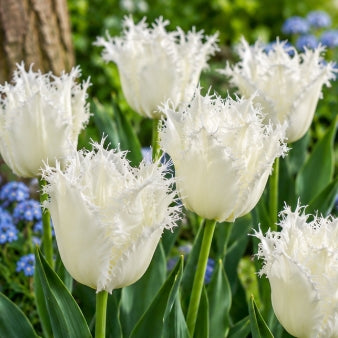 Taylors Bulbs Fringed Noordeninde Tulip Bulbs – 5pck