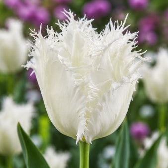 Taylors Bulbs Fringed Noordeninde Tulip Bulbs – 5pck