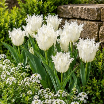 Taylors Bulbs Fringed Noordeninde Tulip Bulbs – 5pck