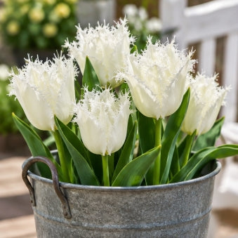 Taylors Bulbs Fringed Noordeninde Tulip Bulbs – 5pck