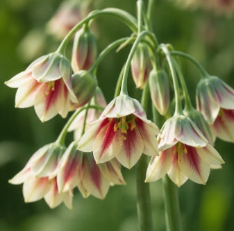 Taylors Bulbs Siculum Allium bulbs – 9pck