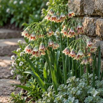 Taylors Bulbs Siculum Allium bulbs – 9pck