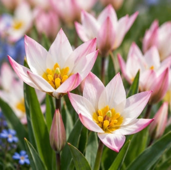 Taylors Bulbs Hilde Tulip Bulbs – 9pck