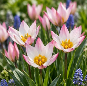 Taylors Bulbs Hilde Tulip Bulbs – 9pck