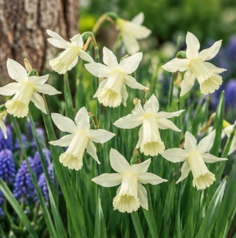 Taylors Bulbs Elka Narcissus Bulbs – 8pck