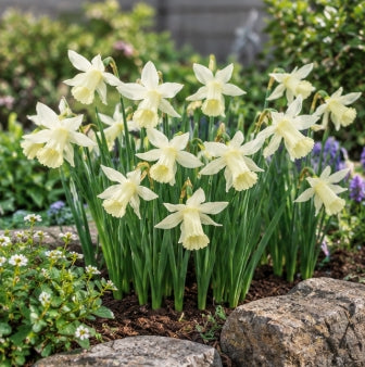 Taylors Bulbs Elka Narcissus Bulbs – 8pck