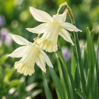 Taylors Bulbs Elka Narcissus Bulbs – 8pck