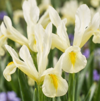Taylors Bulbs Dwarf Reticulata Louise Iris Bulbs – 9pck