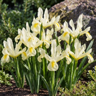 Taylors Bulbs Dwarf Reticulata Louise Iris Bulbs – 9pck