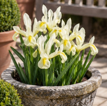 Taylors Bulbs Dwarf Reticulata Louise Iris Bulbs – 9pck