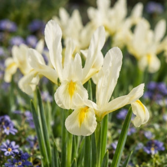 Taylors Bulbs Dwarf Reticulata Louise Iris Bulbs – 9pck