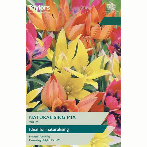 Taylors Bulbs species Naturalising Mix Tulip Bulbs – 15pck